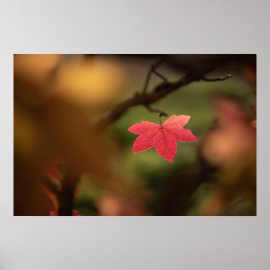Rode herfstblad natuurfoto poster (Voorkant)
