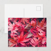 Rode Herfstbladeren Briefkaart (Voorkant / Achterkant)