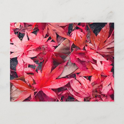 Rode Herfstbladeren Briefkaart (Voorkant)