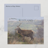 Rode herten in Islay Schotland Briefkaart (Voorkant / Achterkant)