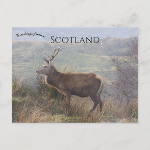Rode herten in Islay Schotland Briefkaart