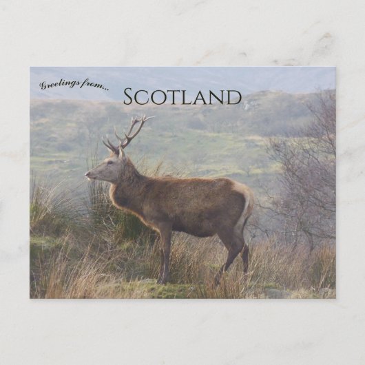 Rode herten in Islay Schotland Briefkaart (Voorkant)