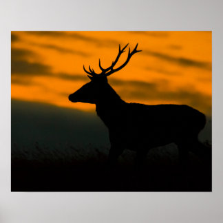 Rode hertenbok silhouet bij zonsondergang natuurfo poster