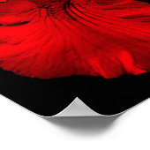 Rode Hete Baardiris Bloem Poster (Hoek)