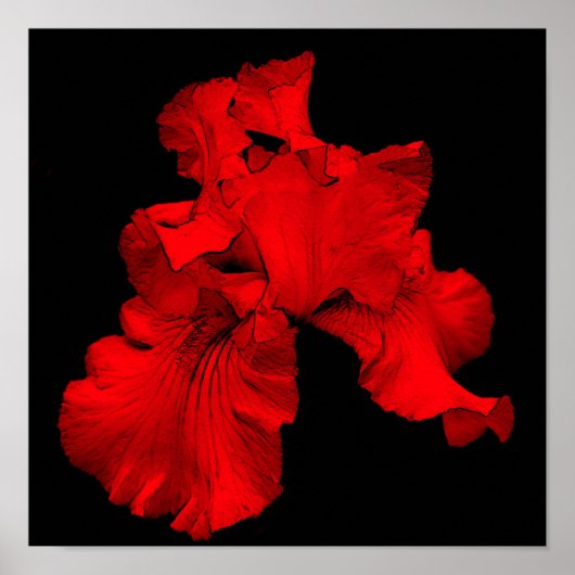 Rode Hete Baardiris Bloem Poster (Voorkant)