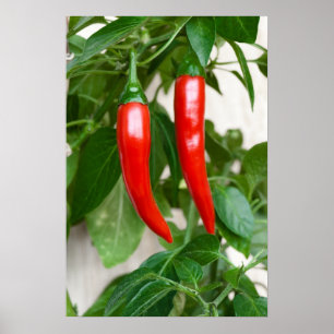 Rode hete peper poster