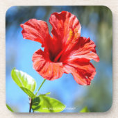 Rode Hibiscus Bier Onderzetter (Voorkant)