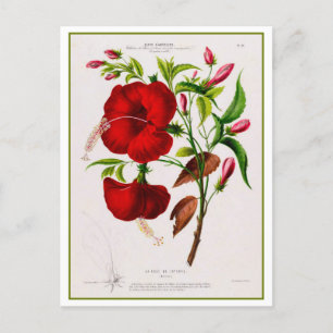 Rode Hibiscus Bloem Botanische Tekening Briefkaart