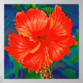 Rode hibiscus-bloem poster (Voorkant)