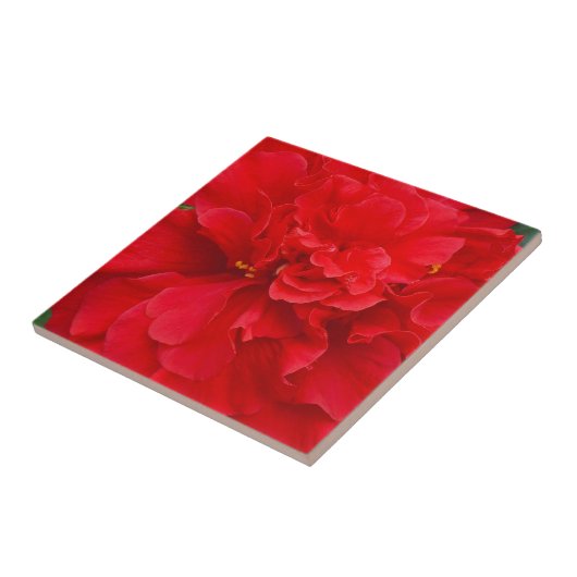 Rode hibiscus-bloem tegeltje (Zijkant)