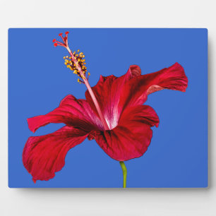 Rode Hibiscus Bloem Zijaanzicht Fotoplaat