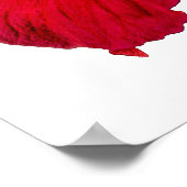 Rode Hibiscus Bloem Zijaanzicht Witte Achtergrond Poster (Hoek)