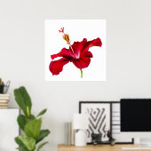 Rode Hibiscus Bloem Zijaanzicht Witte Achtergrond Poster (Thuiskantoor)