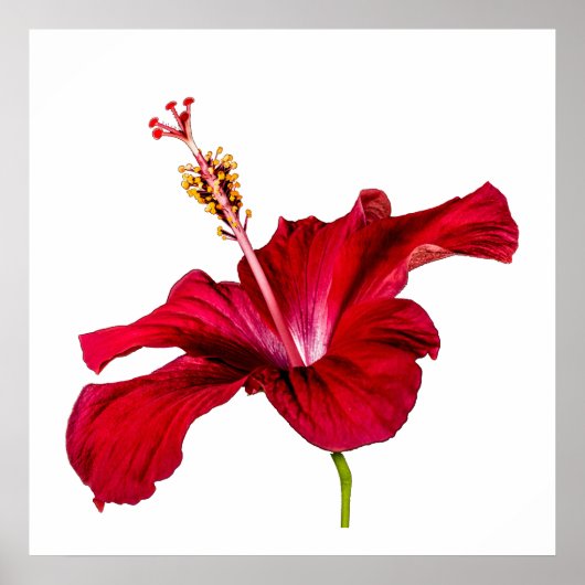Rode Hibiscus Bloem Zijaanzicht Witte Achtergrond Poster (Voorkant)