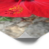 Rode Hibiscus Bloemenpark Güell Barcelona Poster (Hoek)