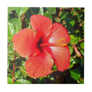 Rode Hibiscus bloemig Tegeltje