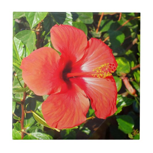 Rode Hibiscus bloemig Tegeltje (Voorkant)
