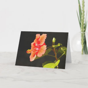 Rode Hibiscus, Brenda's bloem Kaart
