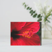 Rode hibiscus briefkaart (Staand voorkant)