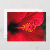 Rode hibiscus briefkaart (Voorkant / Achterkant)
