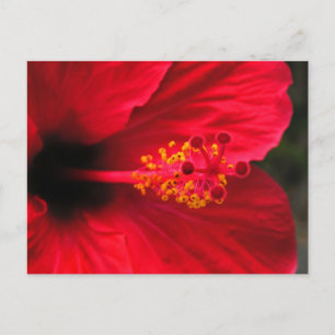 Rode hibiscus briefkaart