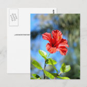 Rode Hibiscus Briefkaart (Voorkant / Achterkant)
