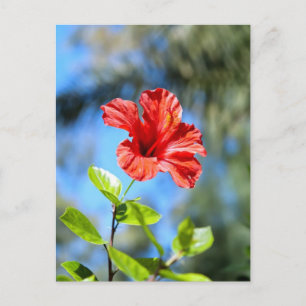 Rode Hibiscus Briefkaart
