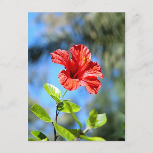 Rode Hibiscus Briefkaart (Voorkant)
