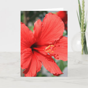 Rode Hibiscus Flower Wenskaart, Opmerking Kaart
