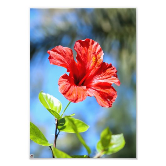 Rode Hibiscus Foto Afdruk (Voorkant)