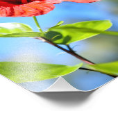 Rode Hibiscus Foto Afdruk (Hoek)