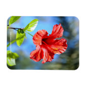 Rode Hibiscus Magneet (Horizontaal)