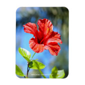 Rode Hibiscus Magneet (Verticaal)