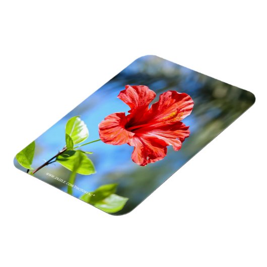 Rode Hibiscus Magneet (Linkerzijde)