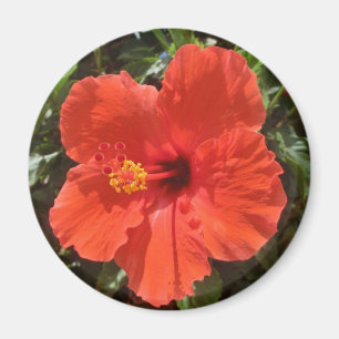 Rode hibiscus magnet