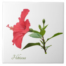  rode hibiscus op wit