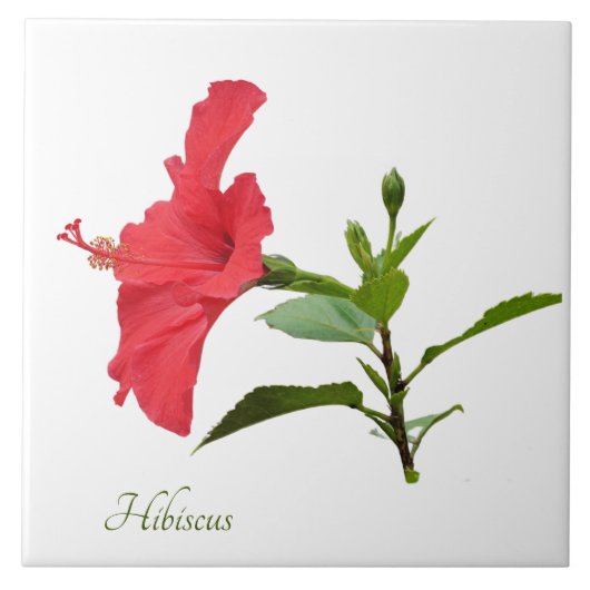  rode hibiscus op wit tegeltje (Voorkant)