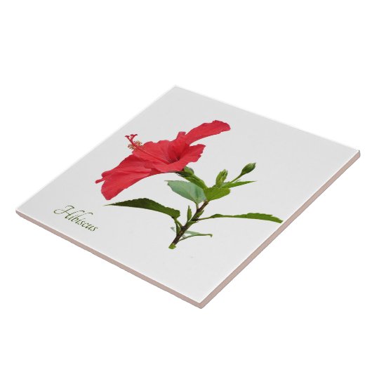 rode hibiscus op wit tegeltje (Zijkant)