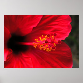 Rode hibiscus poster