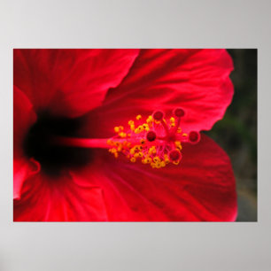 Rode hibiscus poster