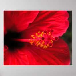 Rode Hibiscus Poster
