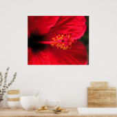 Rode Hibiscus Poster (Keuken)