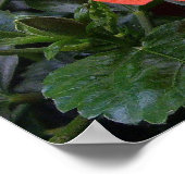 Rode hibiscus poster (Hoek)