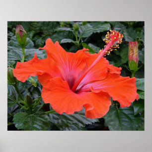 Rode hibiscus poster