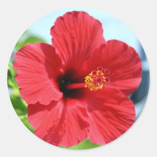 Rode Hibiscus Sticker (Voorkant)