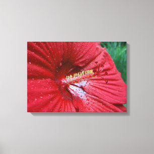 Rode Hibiscus-ventilator met regendruppels foto Canvas Afdruk