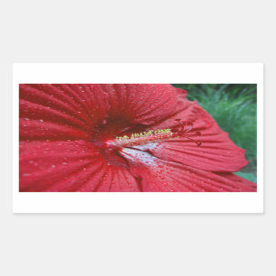 Rode Hibiscus-ventilator met regendruppels foto Rechthoekige Sticker