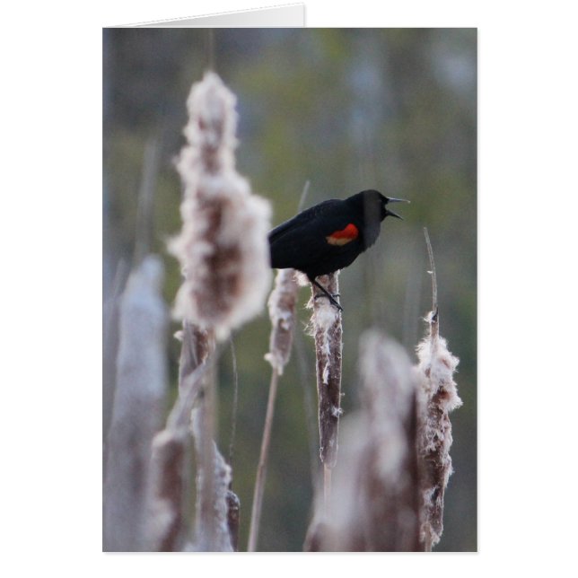 Rode hond (Agelaius phoeniceus) (Voorkant)