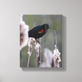 Rode hond (Agelaius phoeniceus) Canvas Afdruk