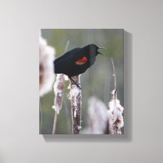 Rode hond (Agelaius phoeniceus) Canvas Afdruk (Voorkant)